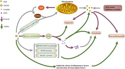 The role of TIGAR in nervous system diseases